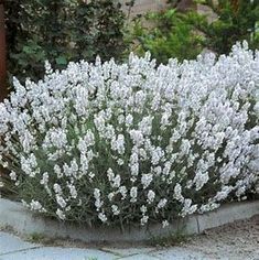 white flowers are growing out of a cement planter