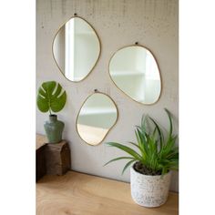 three mirrors hanging on the wall next to a potted plant