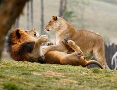 two lions are playing with each other in the grass near some trees and zebras