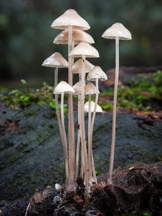 a group of mushrooms growing out of the ground