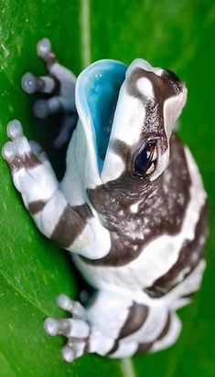 a small frog sitting on top of a green leaf covered in white and black stripes