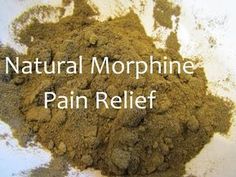 (9) Making Wild Lettuce Pain Relief Medicine Powder - YouTube Wild Lettuce, Homemade Remedies