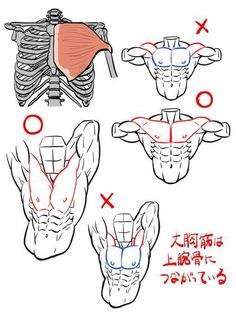 four different views of the muscles and their corresponding parts are shown in red, white, and blue