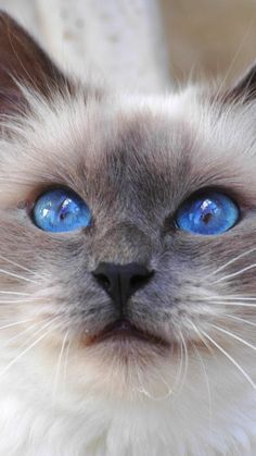 a close up of a cat with blue eyes