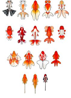 a bunch of different types of fish on a white background with orange and red colors