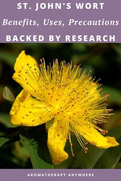 a yellow flower with green leaves in the background