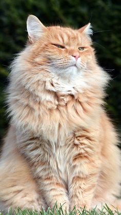 a fluffy orange cat sitting in the grass