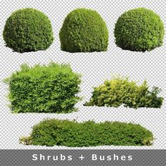 bushes and bushes are shown in the shape of different shapes, sizes and colors