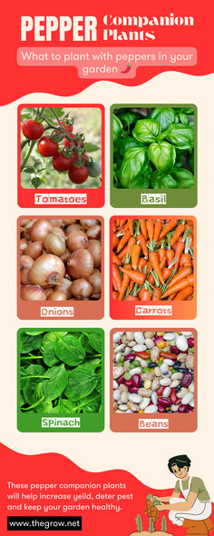 a poster with different types of vegetables and their names in english, spanish and chinese