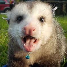 a ferret with its mouth open and tongue hanging out in the grass, looking at the camera