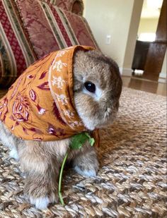 a small rabbit wearing a scarf on top of it's head