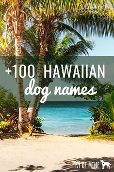 a beach with palm trees and the words, 100 hawaiian dog names