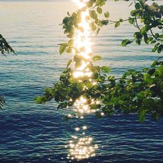 the sun shines brightly through the leaves of a tree over the water's edge