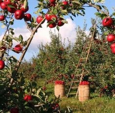 an apple orchard filled with lots of red apples and wooden buckets full of apples