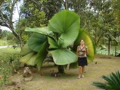 a woman standing next to a large green plant in the middle of a forest with lots of trees