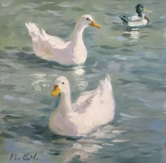 two white ducks floating on top of a lake next to another duck in the water