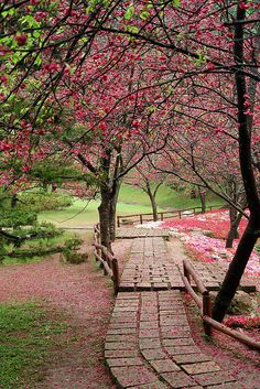 a brick path in the middle of a park with pink flowers on trees and grass