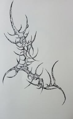 an ink drawing of a deer's antlers on a sheet of white paper