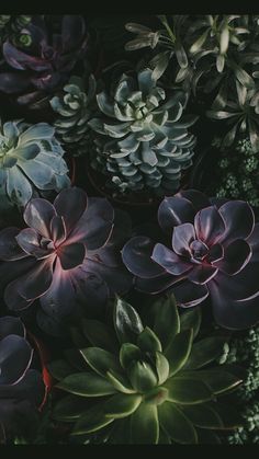 many different types of succulents growing together