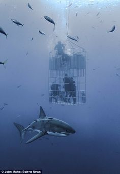 a cage full of sharks in the ocean