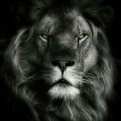 a black and white photo of a lion's face with yellow eyes on a dark background