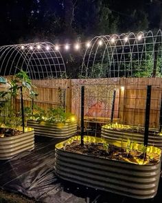 several raised garden beds with plants growing in them and lights strung over the fence behind them