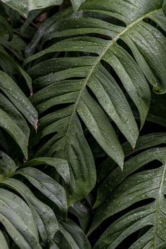 green leaves with drops of water on them