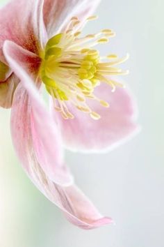 a pink flower with yellow stamen on it