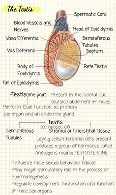 the anatomy of the stomach with labels on it and other information about its functions in the body