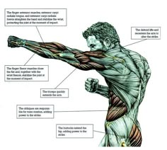 An illustration of a man boxing. Human Anatomy Drawing, Muscle Anatomy, Martial Arts Techniques, Human Anatomy Art, Anatomy Sketches, Anatomy Poses, Martial Arts Workout, Anatomy For Artists, Anatomy Study