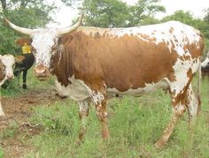 two cows standing in the grass with trees in the backgrouds and one is looking at the camera