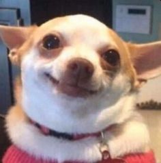 a small dog sitting on top of a desk