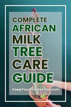 the complete african milk tree care guide is shown with text overlay that reads, complete african milk tree care guide