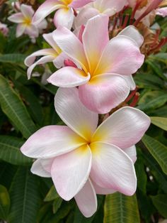 pink and white flowers with green leaves in the background