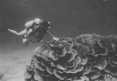 a scuba diver swims over an underwater coral