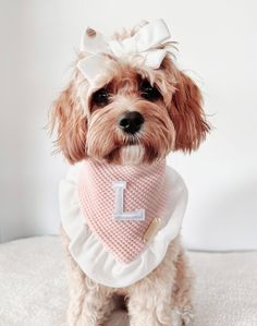 a small dog wearing a pink bib with the letter l on it's chest