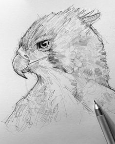 a pencil drawing of an eagle's head