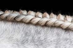 the back end of a white horse's mane