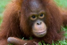 an orangutan sitting in the grass looking at the camera