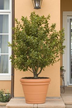 a potted plant in front of a house