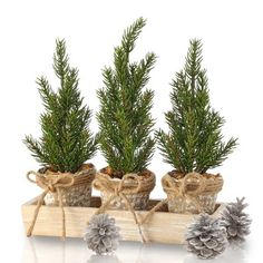 three small pine trees in wooden boxes with burlocks