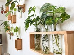 some plants are sitting in glass jars on a wooden shelf next to a white wall