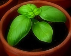 three clay pots with plants in them