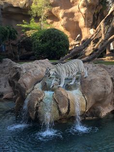 a white tiger standing on top of a waterfall