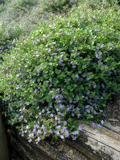 some purple flowers growing on the side of a wooden fence