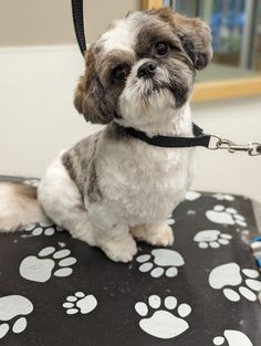 a small dog sitting on top of a black and white chair next to a mirror