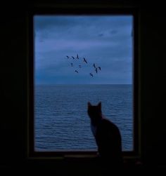 a cat sitting in front of a window looking out at birds flying over the ocean