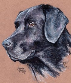 a drawing of a black dog's head is shown in colored pencil on brown paper