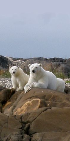 two white polar bears sitting on top of rocks with the bible verse about god's creation