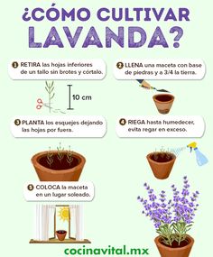 a poster showing different types of flowers and plants in potted pots with the words, como cultivar lavanda?